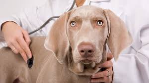 صيدلية ايجى فيت لعلاج الكلاب | Egy Vet pharmacy for dog